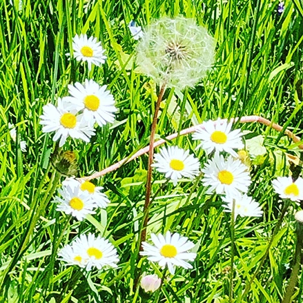 Bild von Blumen im Frühling